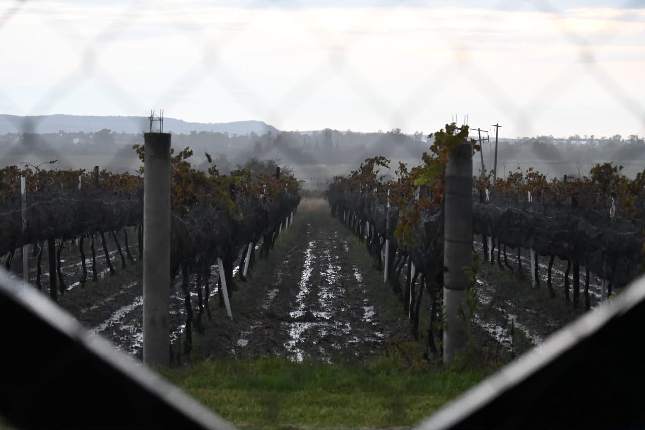 Guanajuato: Ocho Vendimias 2026 aún por celebrar para brindar por el vino