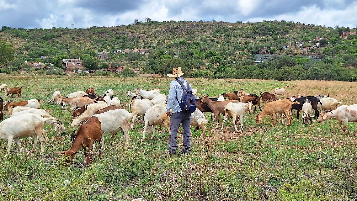 Huanímaro refuerza vigilancia de ganado tras casos de gusano barrenador