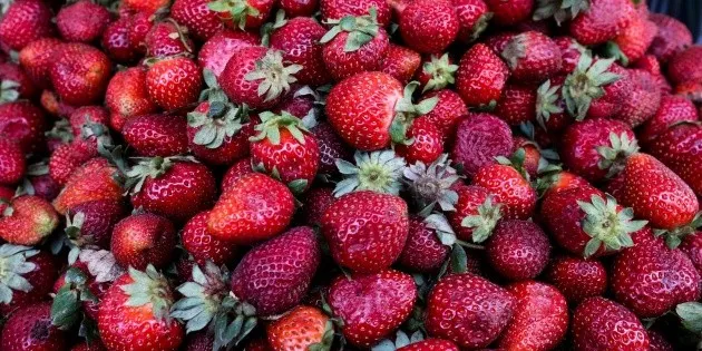Irapuato: Peligro por posibles aranceles a las fresas mexicanas