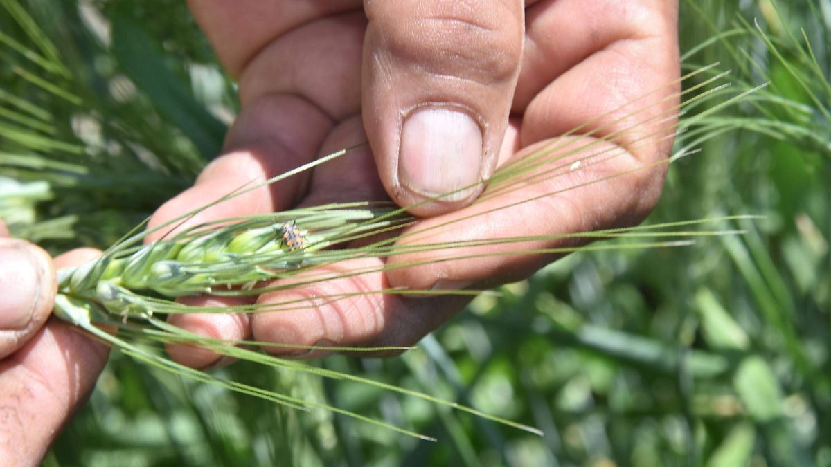 Microorganismos Trichoderma y Bacillus restauran suelos agrícolas en Guanajuato