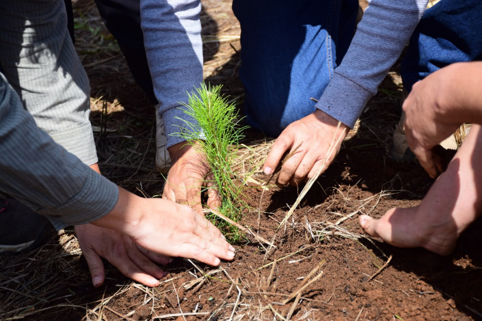 Morelia: Cofom entrega hasta 100 plantas a la comunidad