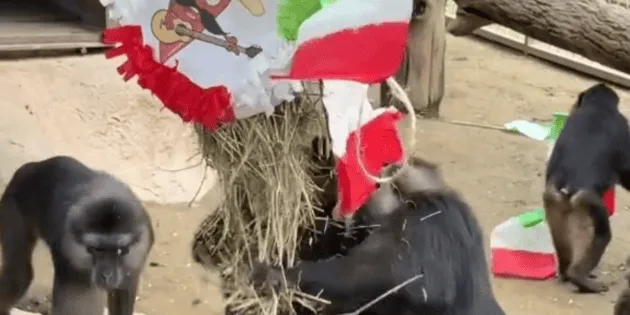 Morelia: Zoológico celebra fiestas patrias con primates y alimentos
