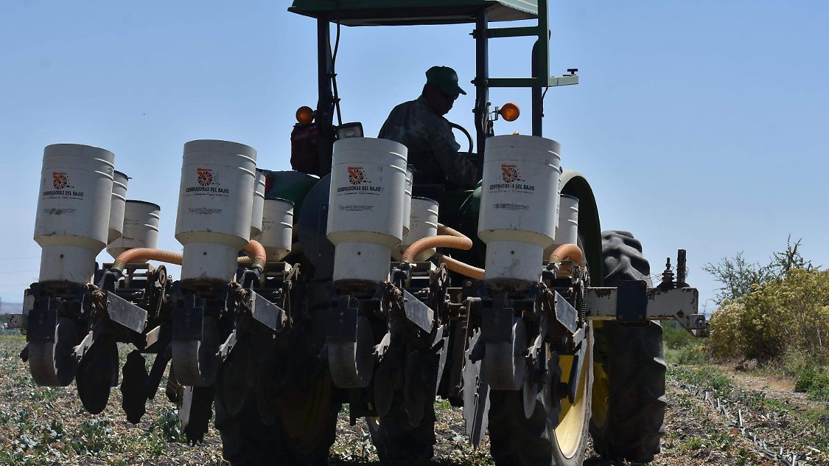 Productores de Guanajuato enfrentan altos costos y reducción de apoyos agrícolas