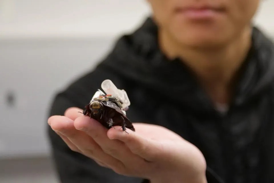 Robo-Cucarachas: Innovación para mejorar rescates en desastres