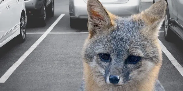 Cancún: buscan a contactos de un zorro en alerta sanitaria