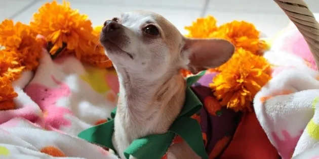 Chapultepec: Más de 120 chihuahuas se reunirán este Halloween