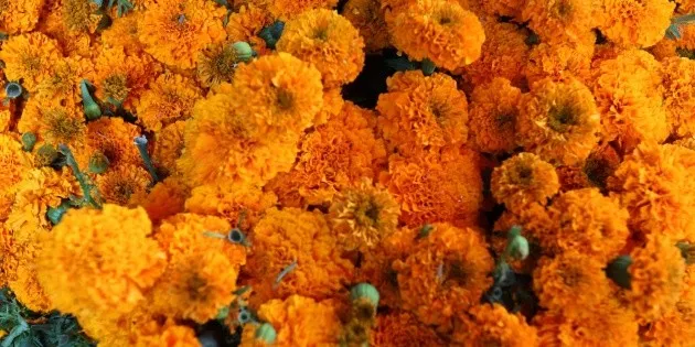 Ciudad de México: Mejores lugares para comprar flores de cempasúchil