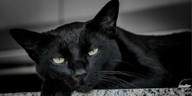 Ciudad de México: Peligros para perros y gatos negros y blancos en Halloween