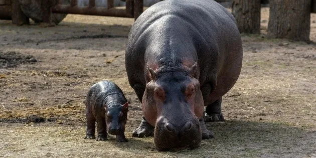 Culiacán: Solicitan investigación por la muerte de hipopótamo en zoológico