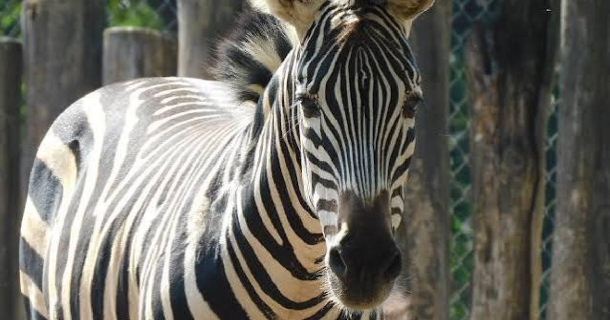 Zoológico de León: 59 animales muertos