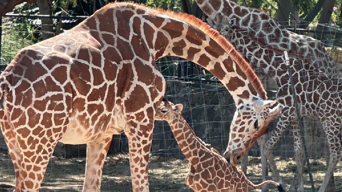 León: Alcaldesa solicita revisión integral del ZooLeón tras muertes de animales
