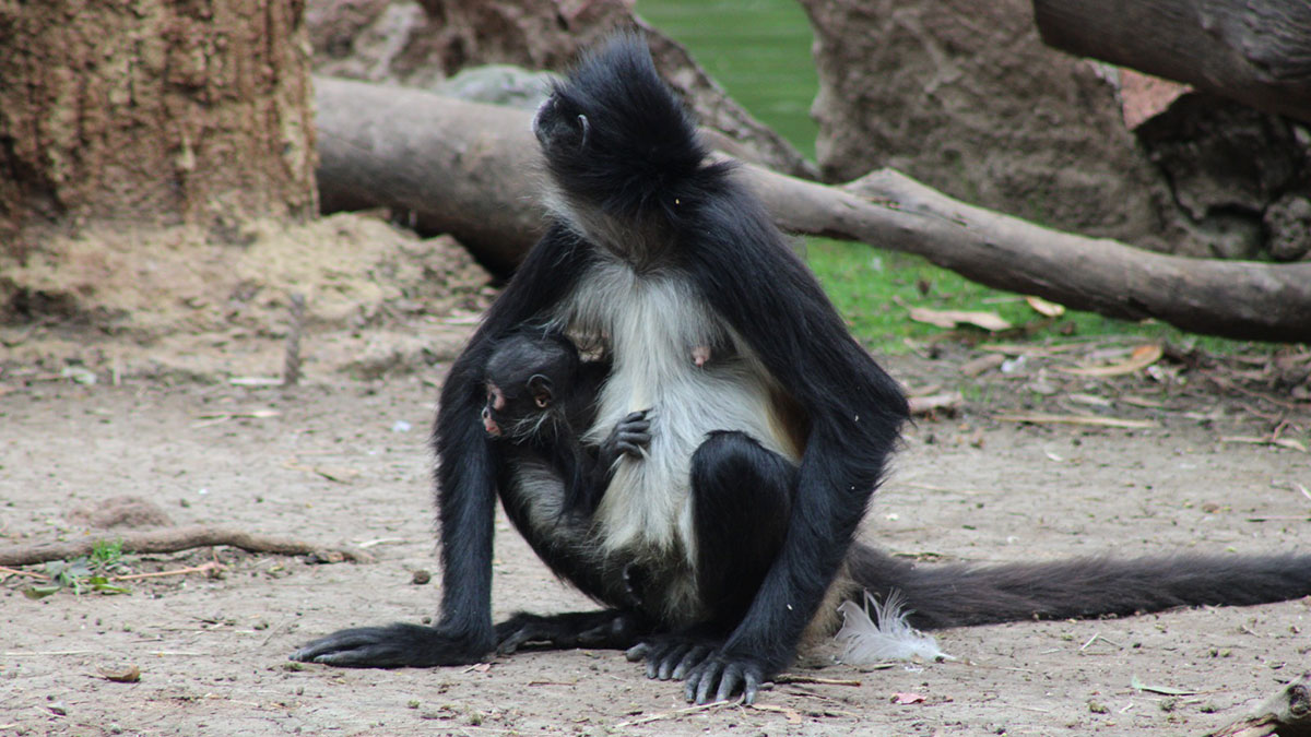 Nace mono araña en peligro de extinción en Zoológico de León