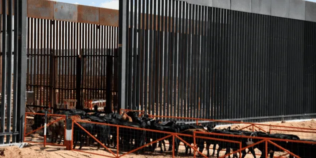 Sonora: Detienen exportación de ganado a EU por fiebre aftosa