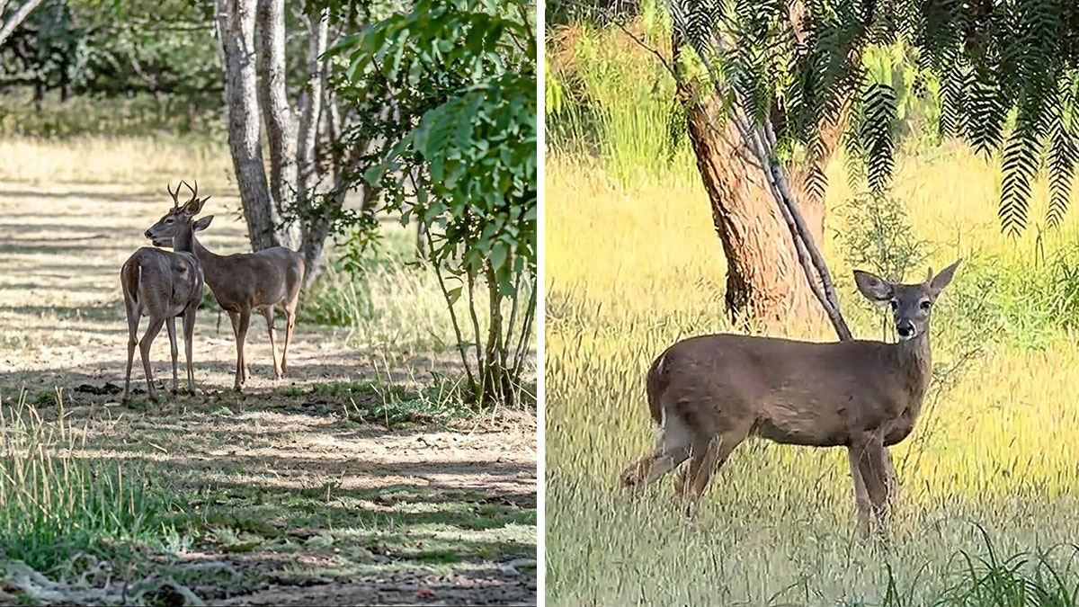 Venados avistados en el Parque Metropolitano de León, Guanajuato