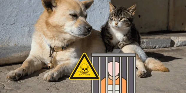 Veracruz: Congreso endurece penas por envenenamiento animal